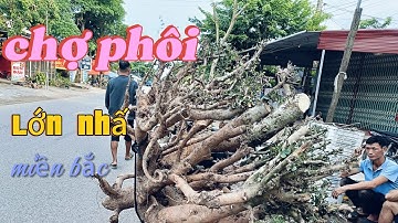 Cập Nhật Chợ Phôi Cây Cảnh Tại Phong Vân Lục Ngạn Bắc Giang...
