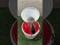 Best home mouse trap/best mouse trap idea #rat #rattrap #mousetrap