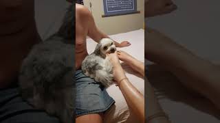 Pup Shanti licking tetraplegic's toes (mmm yum) 🤣