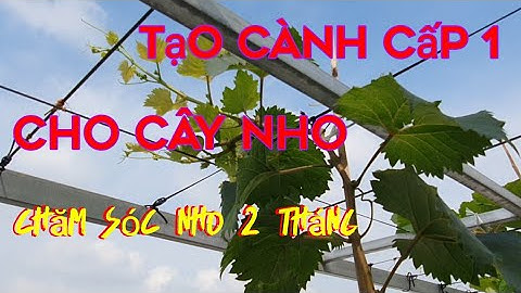 Hướng dẫn cắt tạo cành cấp 1 cho cây nho rất chi tiết, chăm sóc cây nho 2_ 3 tháng.
