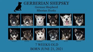 Puppy Update 7 Weeks Old | 12 Gerberian Shepsky Puppies  German Shepherd Siberian Husky