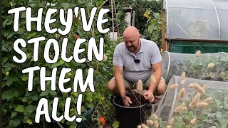 The Highs and Lows of gardening this year | Allotment Garden UK