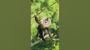 Berburu Monyet Liar | Wild Monkey Hunt  #monkey #reels #trending #viral  #shorts
