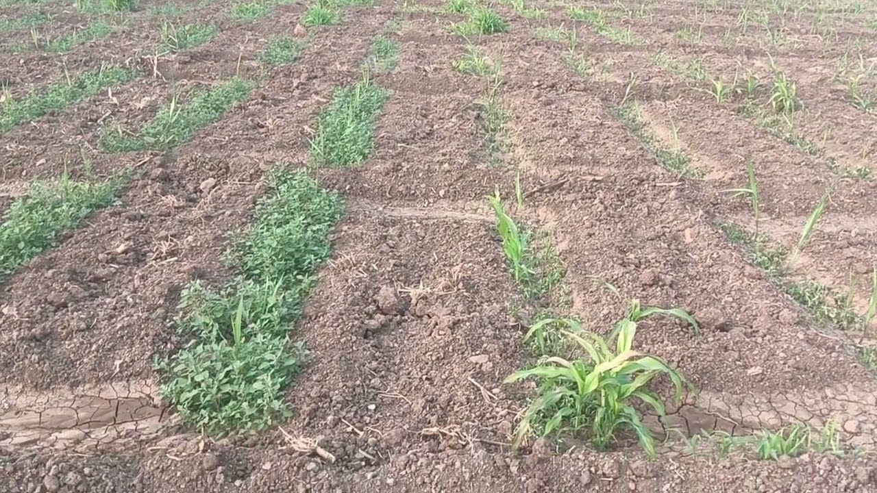 ऊस तणनाशक फवारणी tamar & 24d #only शेतकरी #agriculture #ऊस उत्पादक शेतकरी बागायतदार #farming 