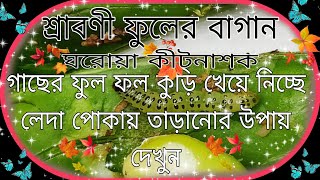 🐛🐛শ্রাবণীর ফুলের বাগান গাছের ফুল ফলকুড়ি খেয়ে নিচ্ছে লেদা পোকা তাড়ানোর উপায় দেখুন 2022.🐛🐛