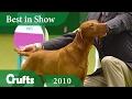 Hungarian Vizsla wins Best In Show at Crufts 2010 | Crufts Dog Show