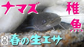 冬眠から目覚めた子ナマズの目の前にミミズを落としてみた Youtube