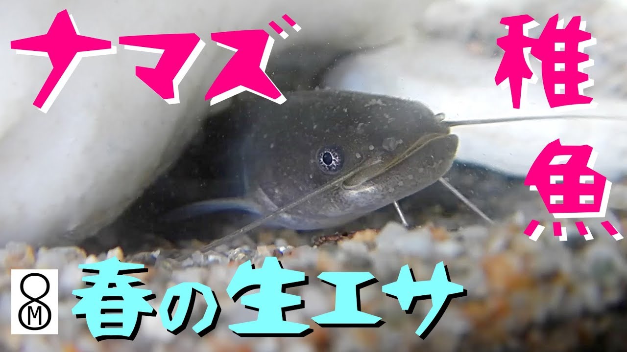 ナマズの稚魚に 春の生エサ をたっぷり与えたつもりが Youtube