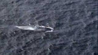 Blue Whales Video