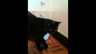 Cat eats with his paws