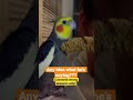 Anybody know what this bird is saying  talkingparrot cockatiel shorts