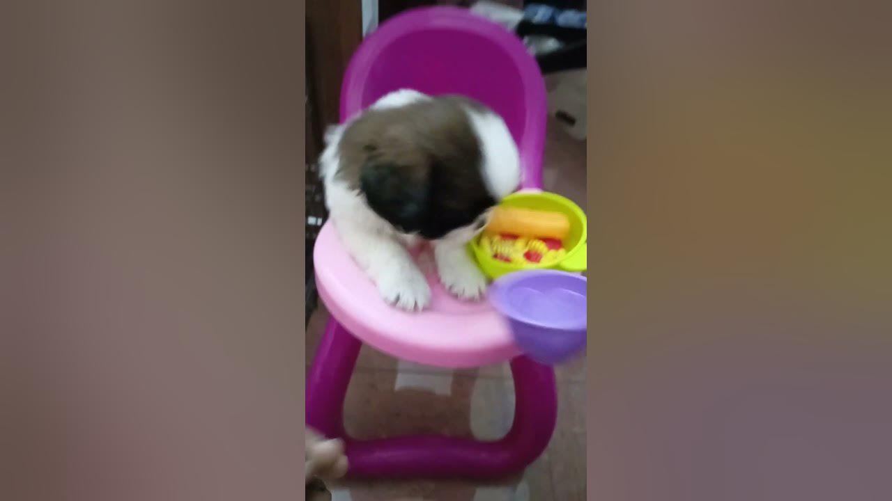 how-my-dog-eats-food-youtube