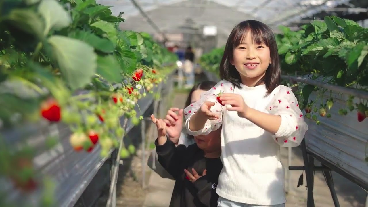 香川県でいちご一会のおもてなし。いちご農泊でいちご狩り＆いちご大福