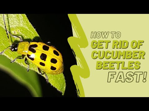 Video: Gurkabeetle Control: How To Get Rid Of Cucumber Beetles