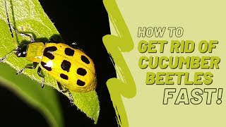Get Rid of Cucumber Beetles ONCE AND FOR ALL!