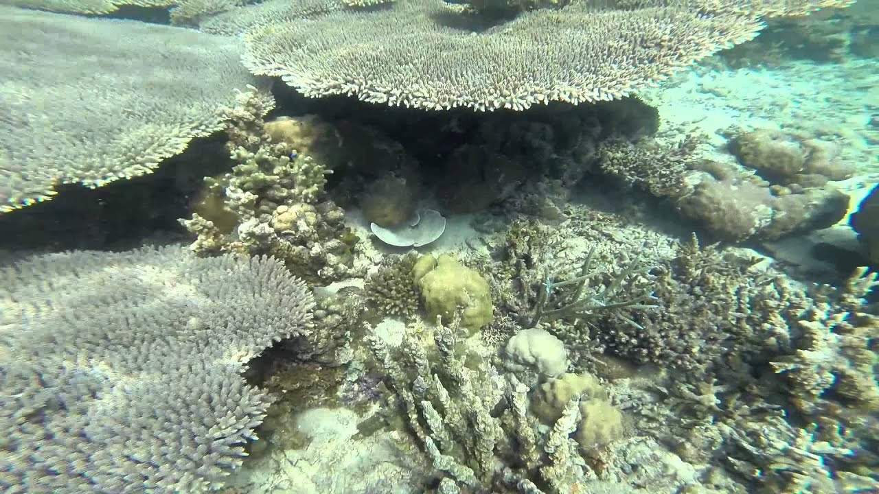 Snorkeling the Reef Gardens, Coron, Palawan, Philippines - YouTube