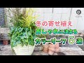 冬の寄植え カラーリーフ５選！ #6