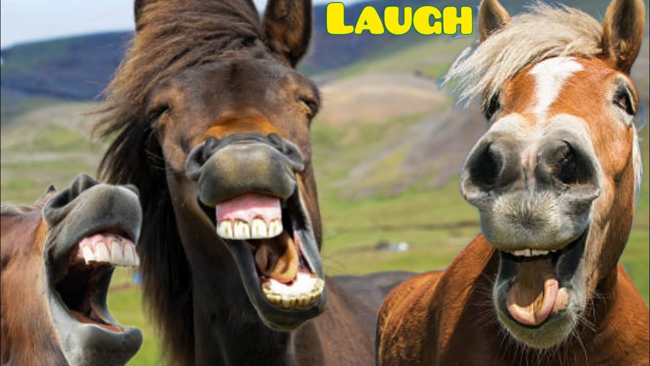 So Funny HORSES!!! YouTube