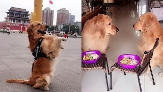 Golden retriever begs owner to take him out to playDogs rolled in the square