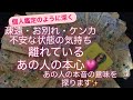 タロット占い✨ 離れているあの人の本心💗 疎遠・お別れ・ケンカ・不安な状態の気持ちあの人の本音の意味を探ります✨