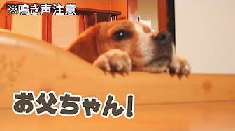 ビーグル こてつ