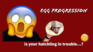 Quick tip | Is your snake in trouble?