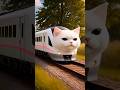 Billi vala train 🚂 cat vala video #youtubeshorts #funny #ytshorts #shorts #cat #catshorts #catvideos