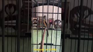 Cendet Belajar Gereja Petir Super Speed