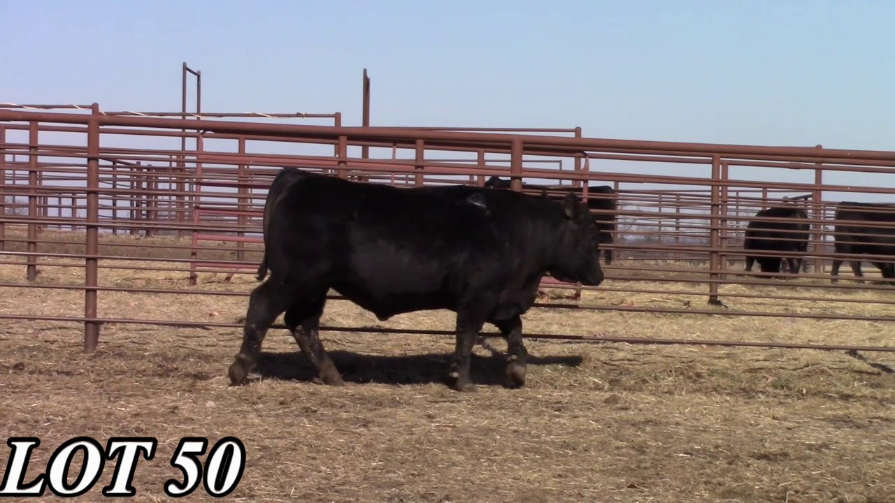 Mead Angus Farms Lot 50 YouTube
