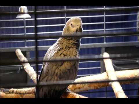Video: Hur Man Förstår Att En Papegoja är Sjuk