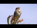 Corn Bunting Singing 4K