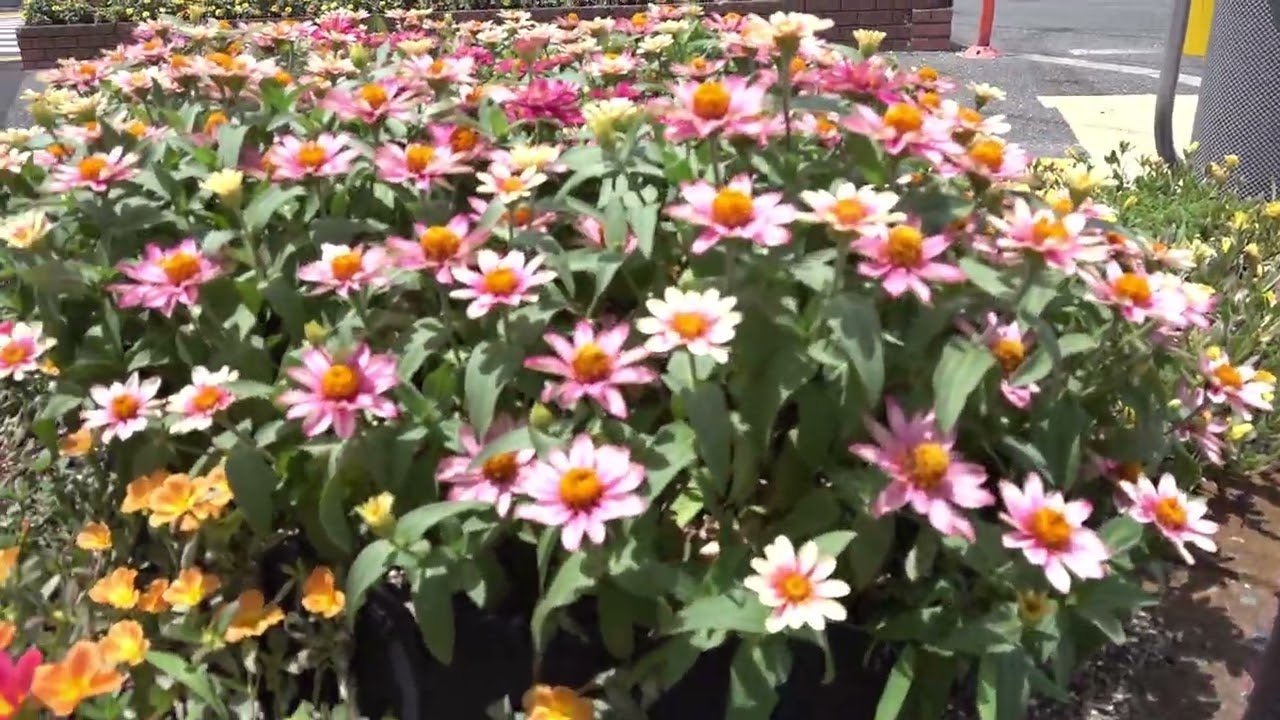 全国花のある風景　北大手　高槻市