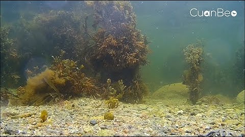 Cuan_Beo_ECOCREDIT_2025