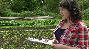 Scouting Vegetable Crops: An Introduction for Farmers