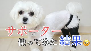 【脱臼】犬用のサポーターを使ってみました。【関節】