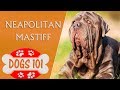 Dogs 101 - NEAPOLITAN MASTIFF - Top Dog Facts About the NEAPOLITAN MASTIFF
