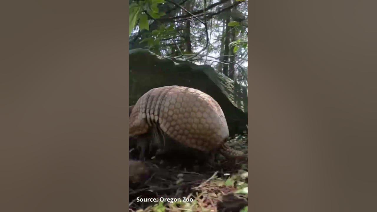 The Three-banded Armadillo, AKA the ball armadillo! - YouTube