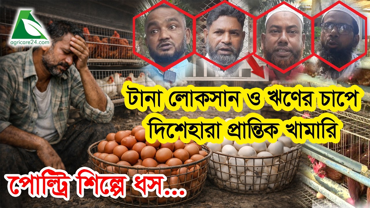 পোল্ট্রি শিল্পে ধস: টানা লোকসান ও ঋণের চাপে দিশেহারা প্রান্তিক খামারি