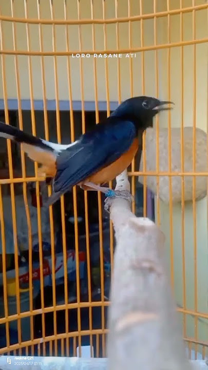 orang emang suka gitu #kicaumania #viral #story #storywa #katakatabijak #katamutiara #muraibatu