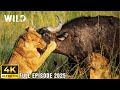 Predators vs Prey: Animal Survival Battles 🦁
