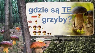 Grzyby rosną przy samej drodze! - Grzybobranie (Wrzesień 2022)