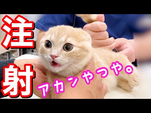 病院でワクチン注射をする子猫の反応が...【短足マンチカン】