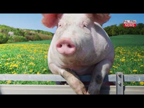 იცოდით, რომ ალასკის დროშა 13 წლის ბიჭმა შექმნა? - 3 ფაქტი