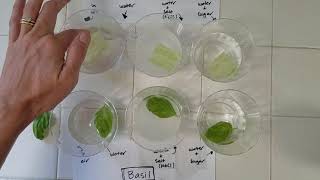 Lettuce osmosis   Lab F