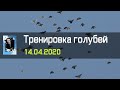 Тренировка голубей 14.04.2020