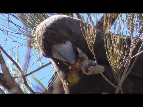 Glossy Black Cockatoos (Calyptorhynchus lathami)