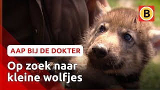 Zoektocht naar wolfjes en operatie van neushoorn Ans | Komt een aap bij de dokter | Omroep Brabant