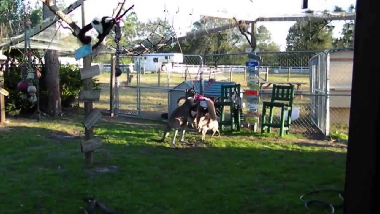 horseshoe bend Kangaroo tries to break a horse!