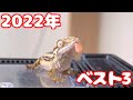 2022年 おすすめしたい爬虫類はコレだ!