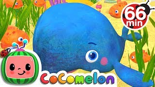 Baby Blue Whale Song   More Nursery Rhymes & Kids Songs - CoComelon